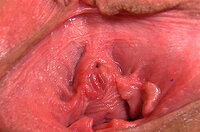 Gapemypussy Tubes s1