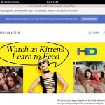 Get Americankittens Password